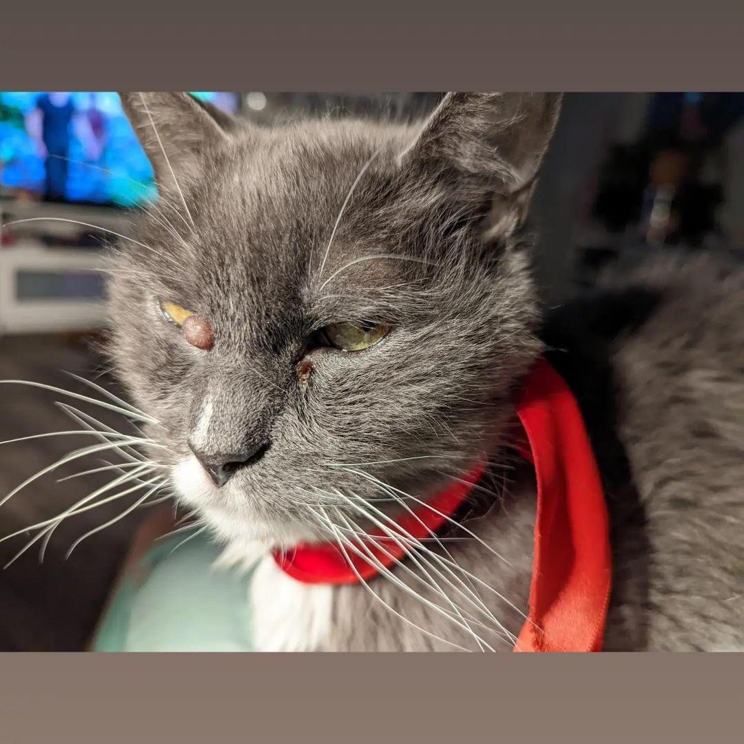 Grumpy has crossed the rainbow bridge! ❤️