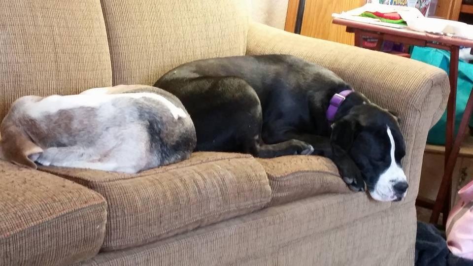 Well, Sarah and Skittles actually get along... when they both are cold and tired!! With Mary Krus Keith