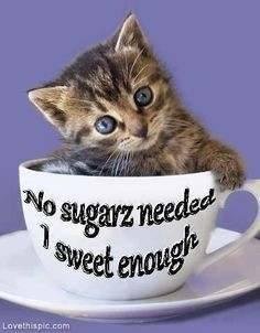 Well I am....yeah cute kitten pics... This is FACEBOOK!