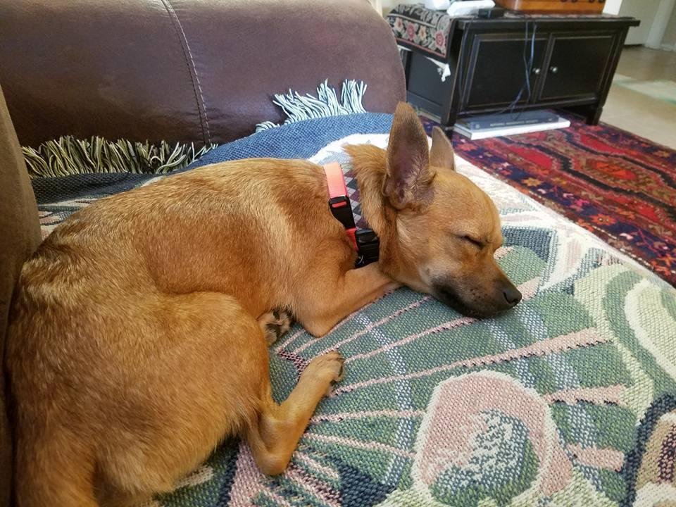 Midmorning nap time at Daddy's side on the love seat.   Milk and cookies to follow...I mean kibble.