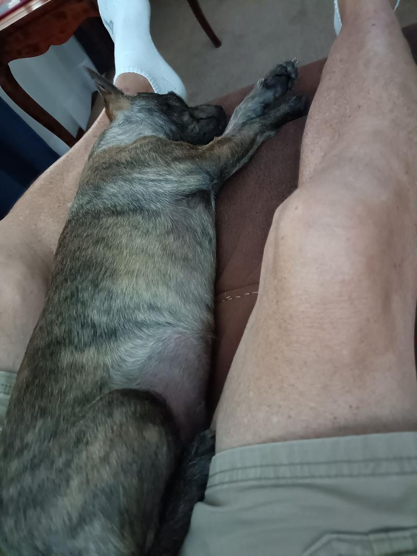 Charlie napping again