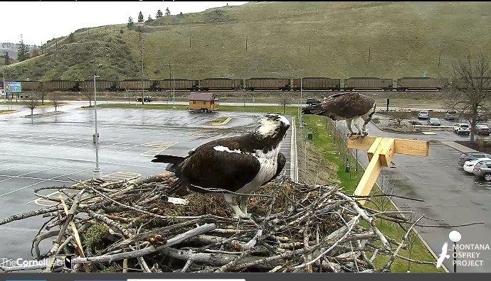 Missoula Osprey's are back