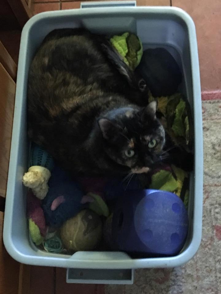 Nef likes sleeping in the dogs' toy box.