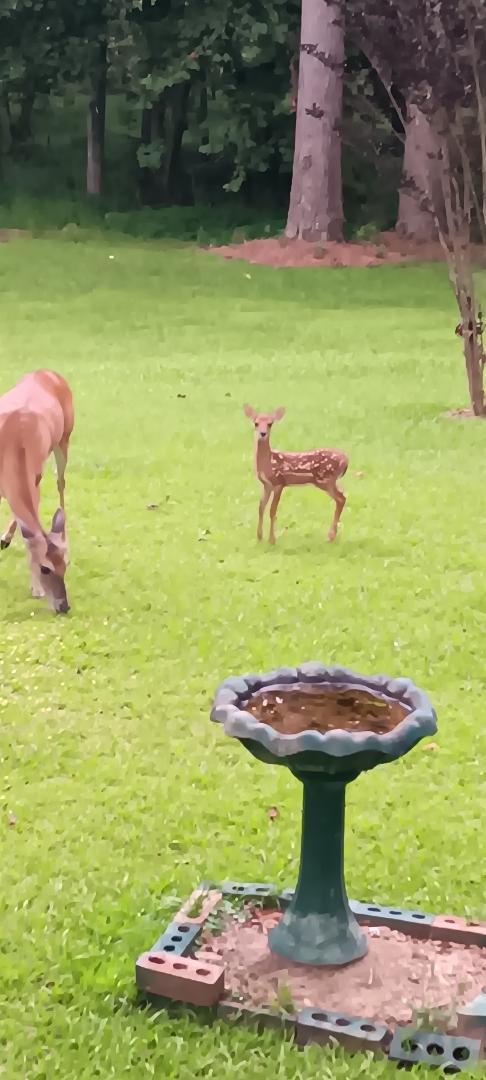 I would like to introduce you to my Bambi, the Momma... and Speckles... her newest baby! I have watched Bambi grow from a yearling to a Momma and now a Momma again in 4 years of being in Georgia. Her and her sisters and chi