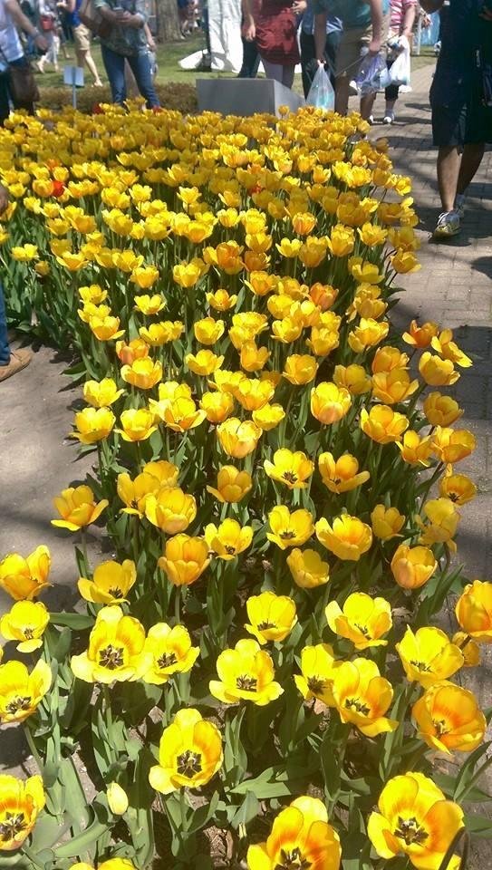 Phyllis Neuben's album, Mobile Uploads