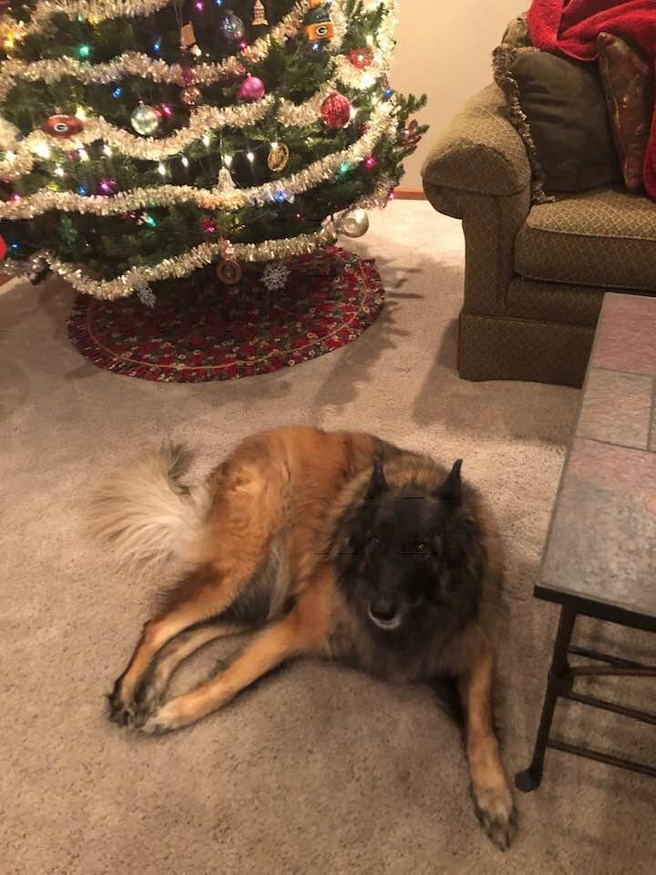 Merry Christmas from Molly!