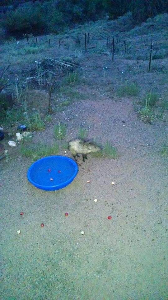 Baby. Sure would like to see big momma show up.