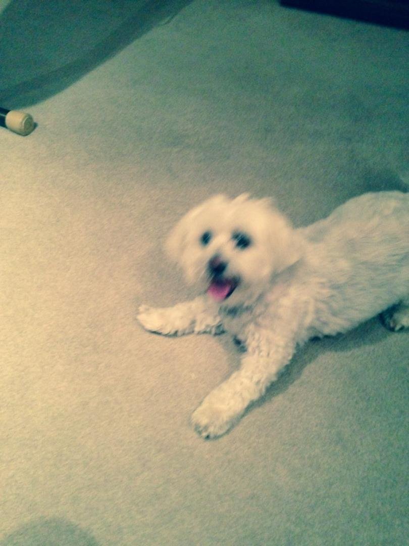Buddy's being so good while Bill and Sherry are on vacation - maybe I'll keep him?
