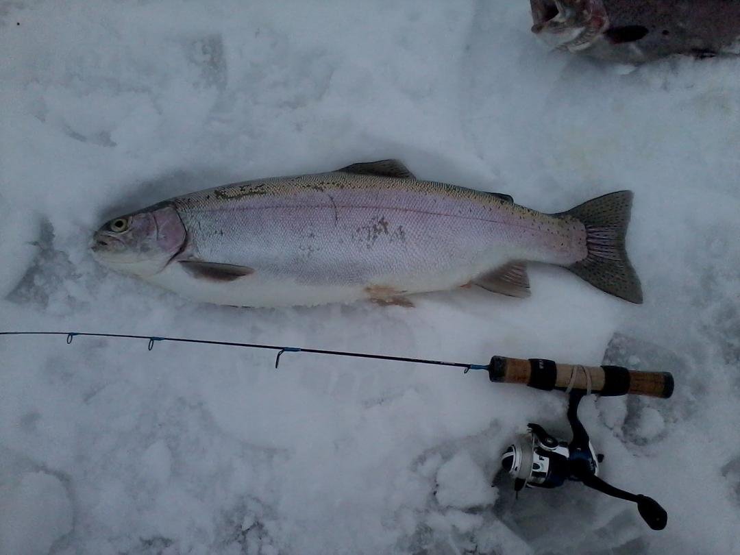 22 inch trout moses lake through the ice