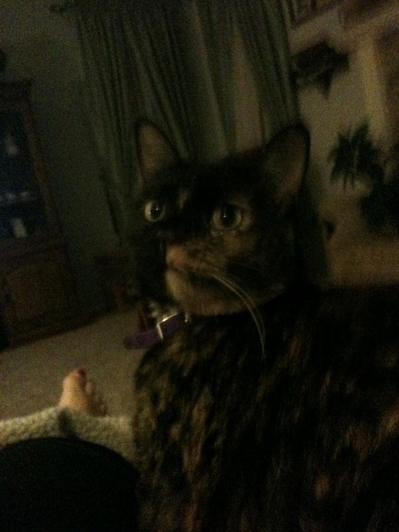 MoMo(Mocha)keeping me company in between knocking off things on the end table.She is something else!!