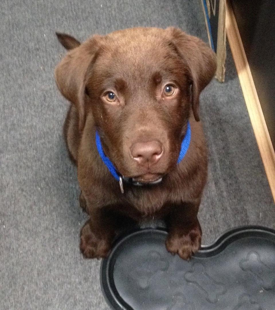 Our puppy Raffa at 12 weeks old and growing quickly!