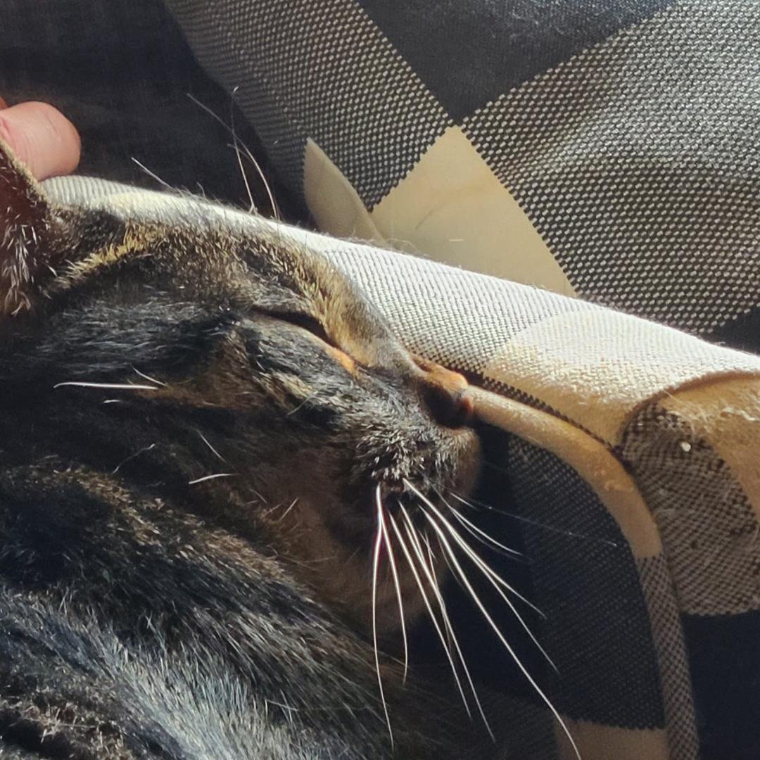 How can a squished nose be comfortable!?
