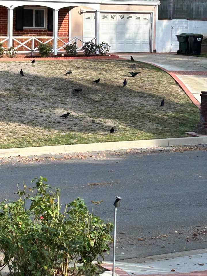 There’s a murder of crows across the road!!!