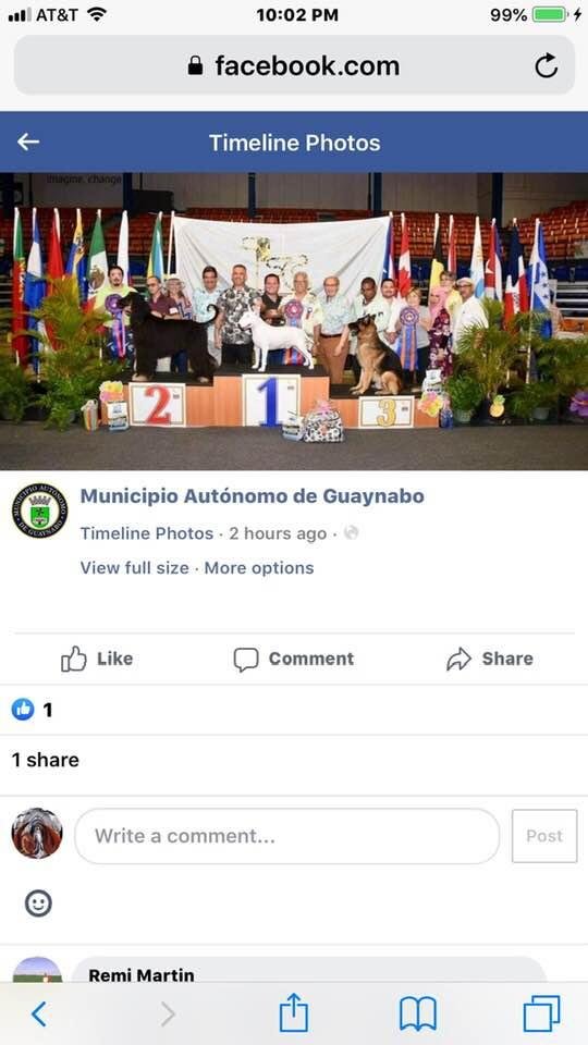 Great weekend for Rio (GCH Napier’s Innuendo). Sat Group 1 and Sunday RBIS under breeder judge Jaime Ganoza. Thank you Luis for a fine job filling in.