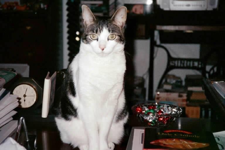 Our 15 year old cat, Abby, died in her sleep last night. She gave us 12 wonderful years of companionship. RIP sweet Abby.