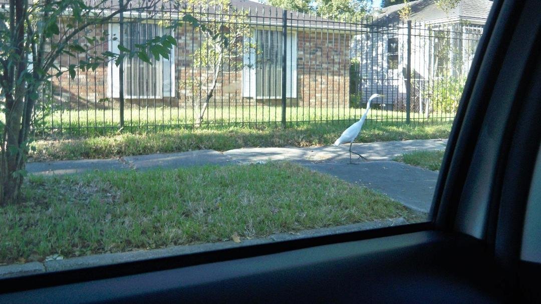 I don't know how he got there, but we made a wrong turn and had to go down this little side street. Dan saw the bird first and thought that it was a statue, because it wasn't moving. He drove back and it did move, but it