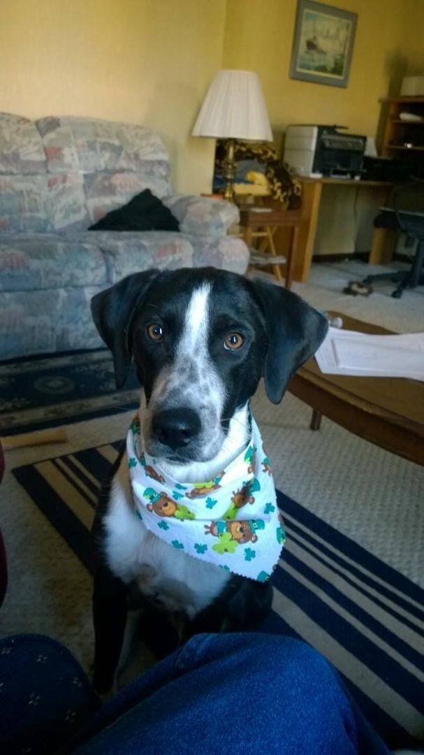 Any other day you can call me a mutt, but today I'm an Irish Setter. Happy Saint Paddy's Day.
Renney O'Gleason