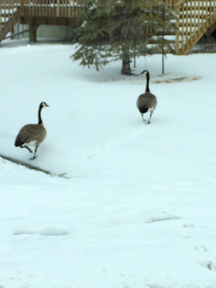 Look who showed up today. Hoping spring is just around the corner.