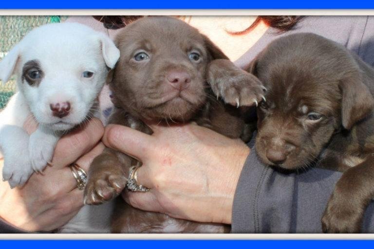 Saturday, April 29th and Sunday April 30th stop by the rescue’s table at The Old Mill Vintage Marketplace and Flea from 10am-4pm.
The marketplace is located at 3 Bridal Ave, West Warwick, RI.
We will be selling t-shirts, ha