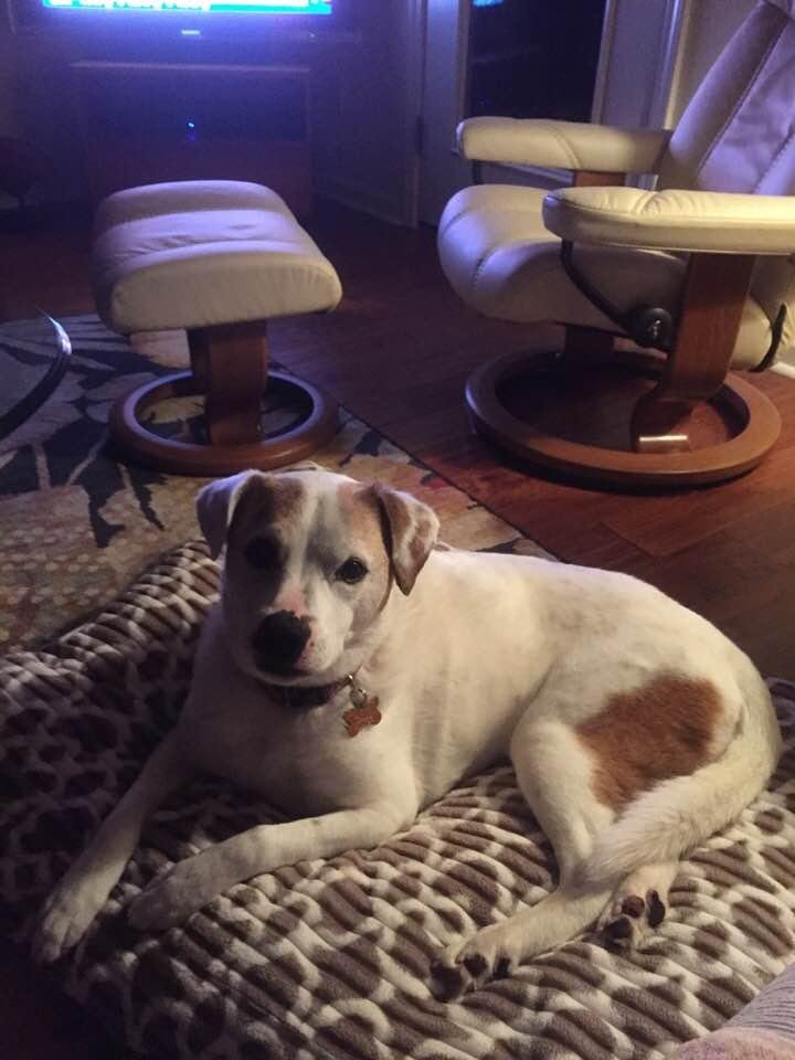 Daisy wishes all the other “critters” out there, Happy Dog Day!!!!