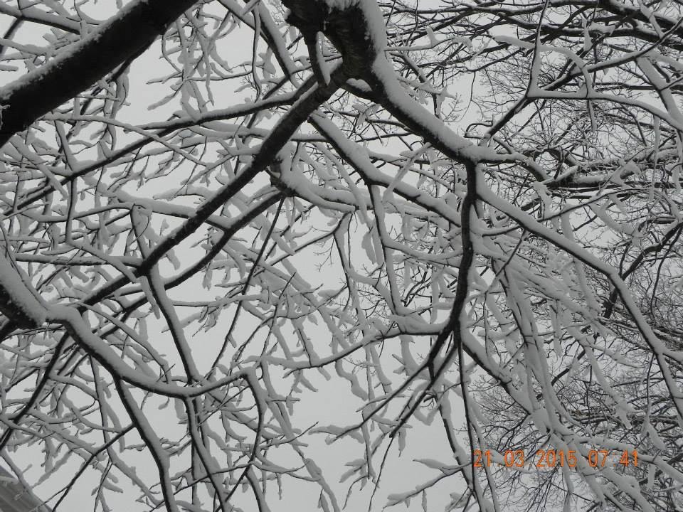 Frederick Everson's album, First day of Spring -- Keyport NJ