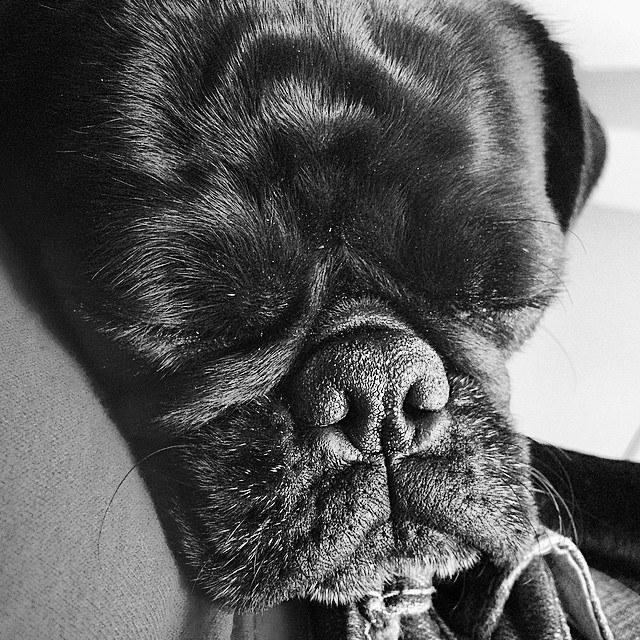 Someone is worn out from the puppy park. #onetireddog #missionaccomplished #poorbaby