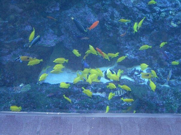 Tabitha Hanke's album, birthday trip to the aquarium 2010