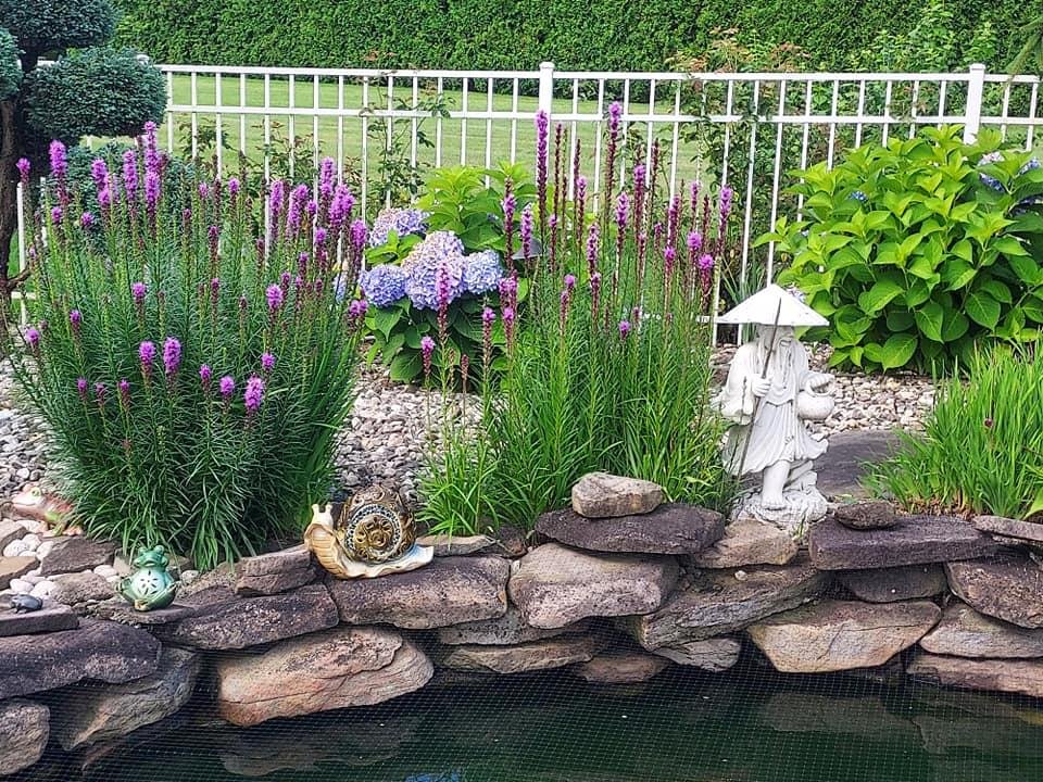 Liatris