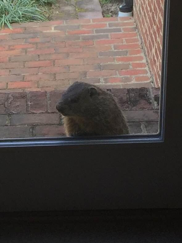This big boy was just at our door .. maybe looking for his shadow 😳?