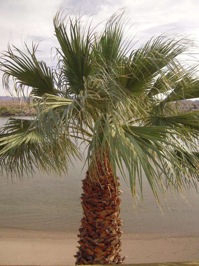 Palm Tree on Beach