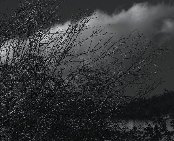 Michael Pointer's album, black and white