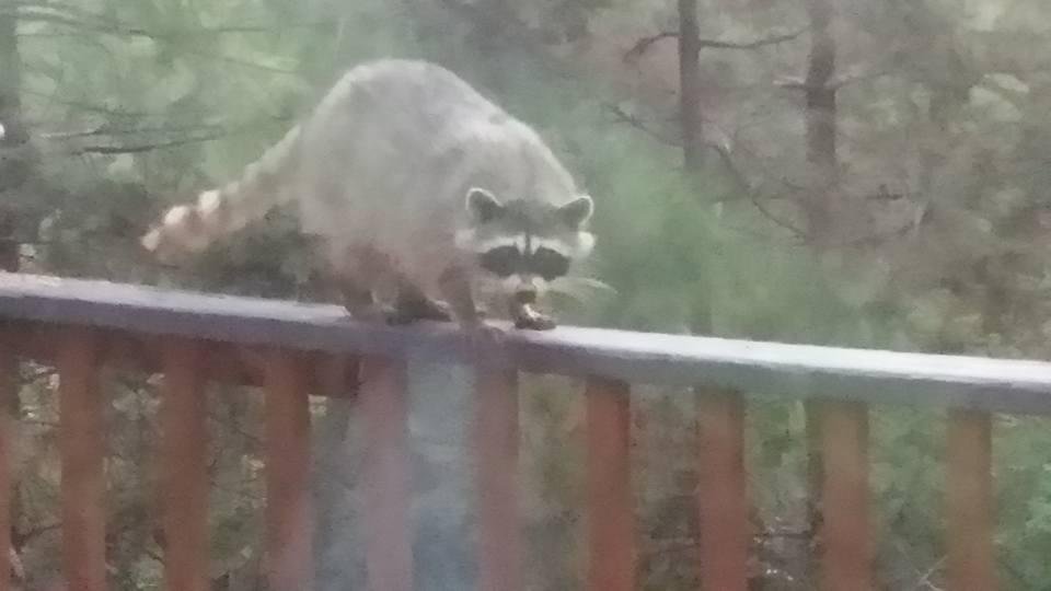My racoon friend on the deck,trying to steal bird food.