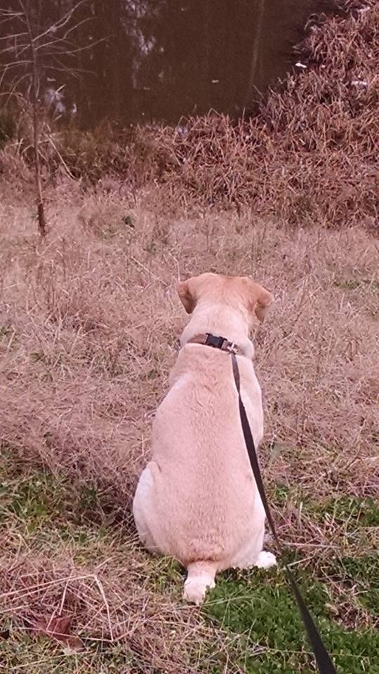 One of my dogs I walk a few times weekly; she's a Lab alright!