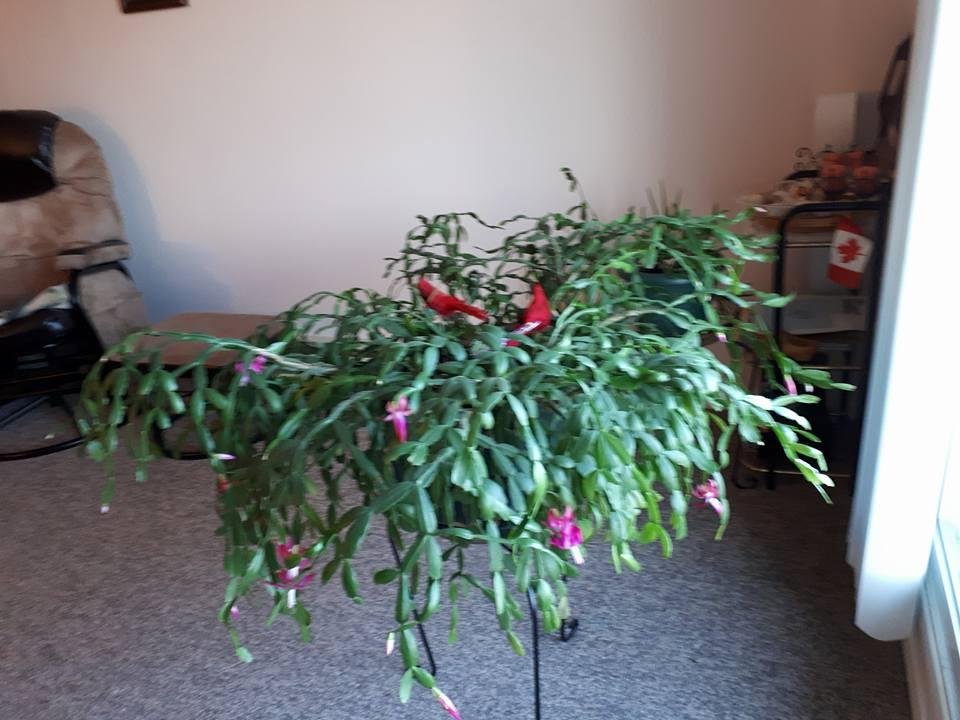 Donna E Munro's album, Mobile Uploads