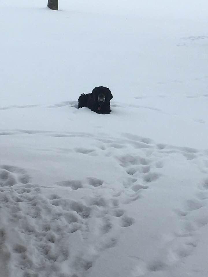 Somebody doesn’t mind the snow