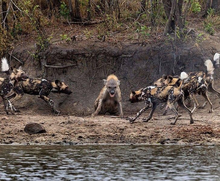 When you are outnumbered by your enemies.and it's time to fight remember your ancestors DNA is the god in you . And they should pray . by any means necessary as a god of this planet we got this .