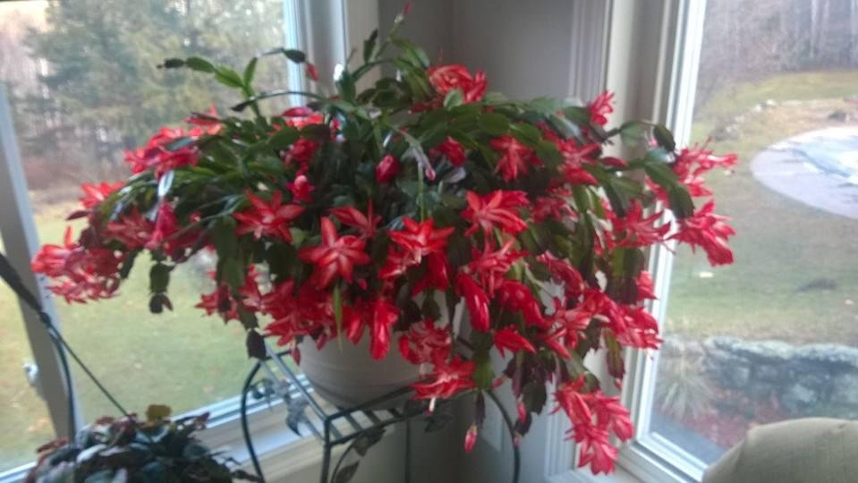 The Christmas cactus is in full bloom..just in time for Thanksgiving.