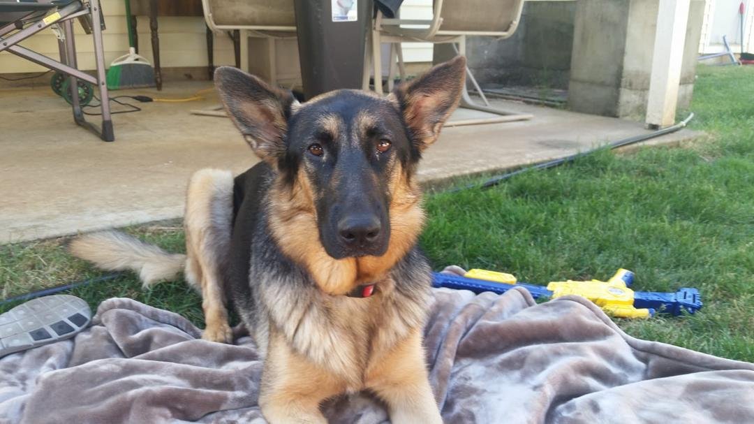 Happy birthday Bella I'm 2 years old today ♡♡♡♡♡♡