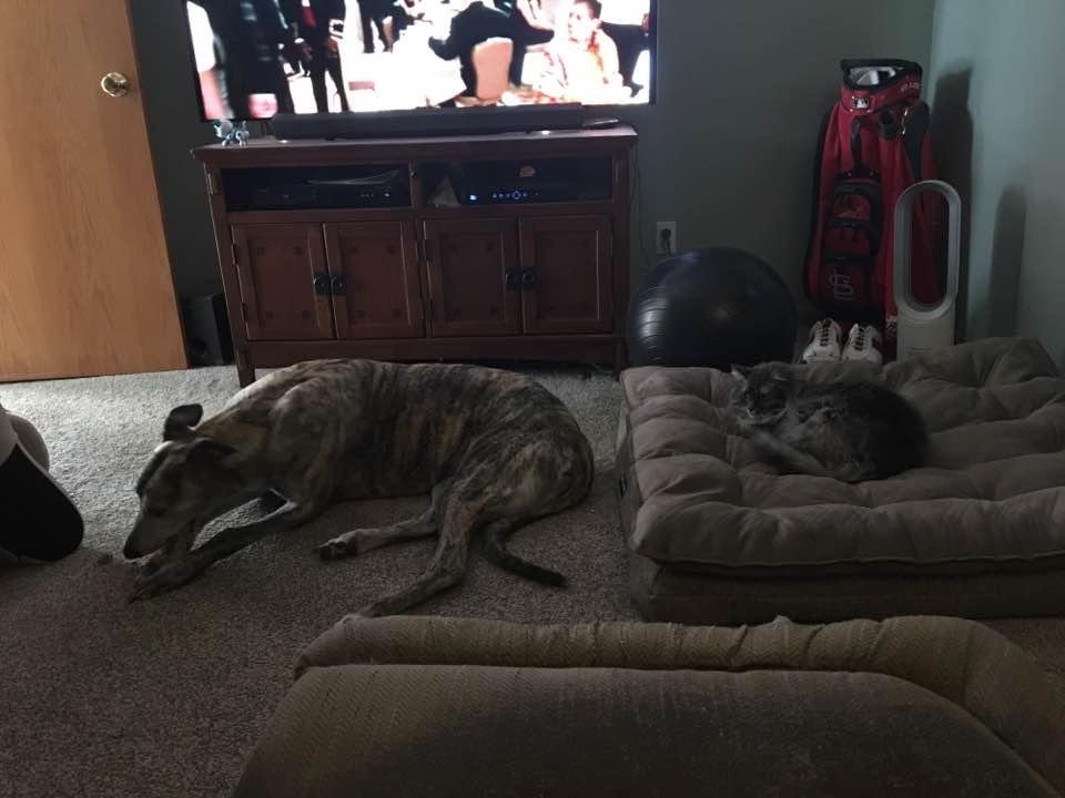 105 pounds of dog - 5 pounds of cat! Who da boss??