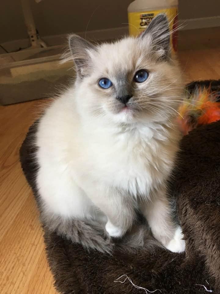 Poppy, our newest family member