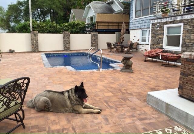 Bear in the back yard