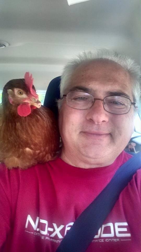 Got rid of roosters, bringing 3 hens home. This one likes to watch the scenery as I drive.