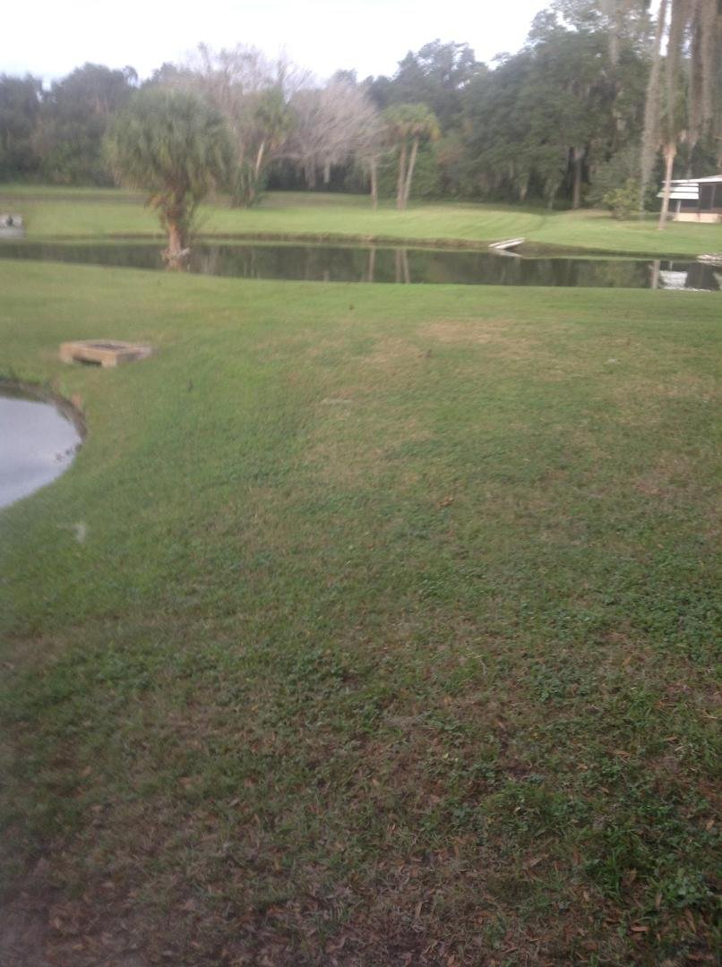 Just saw about 50 robins in the side yard ......most of them flew away when I took the pic