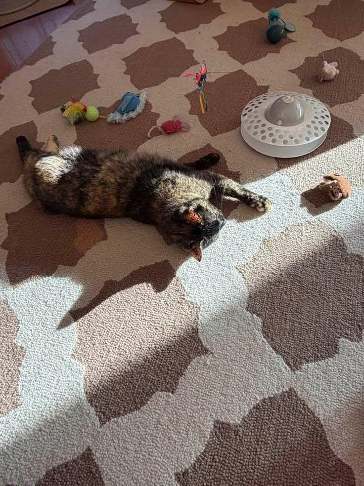 Yoga nidra. My cat is my morning guru.