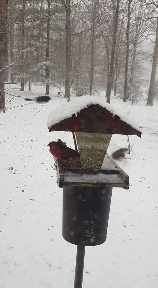 Joy filled the feeder before the snow came.