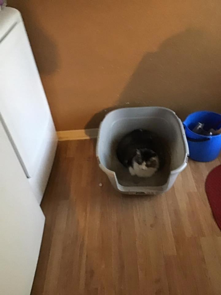 This is my litter box