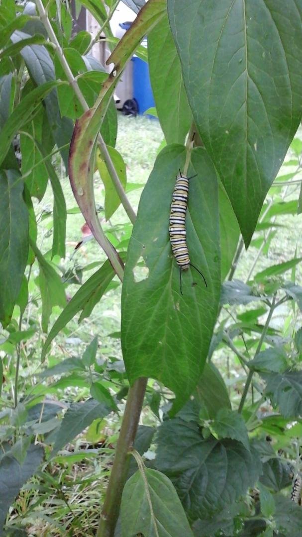 Caterpillars  !