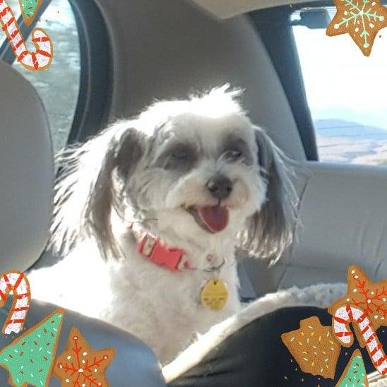 My heart breaks missing my Jack and Wendy, but I feel blessed to have Izzy still by my side to comfort me. She is an adoring angel, but is very camera shy, so it's really hard to get good pictures of her. Got this with cam