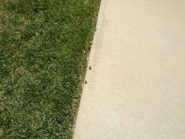 They are even more of them when I leave for work.
In the dark I have to avoid stepping on them.