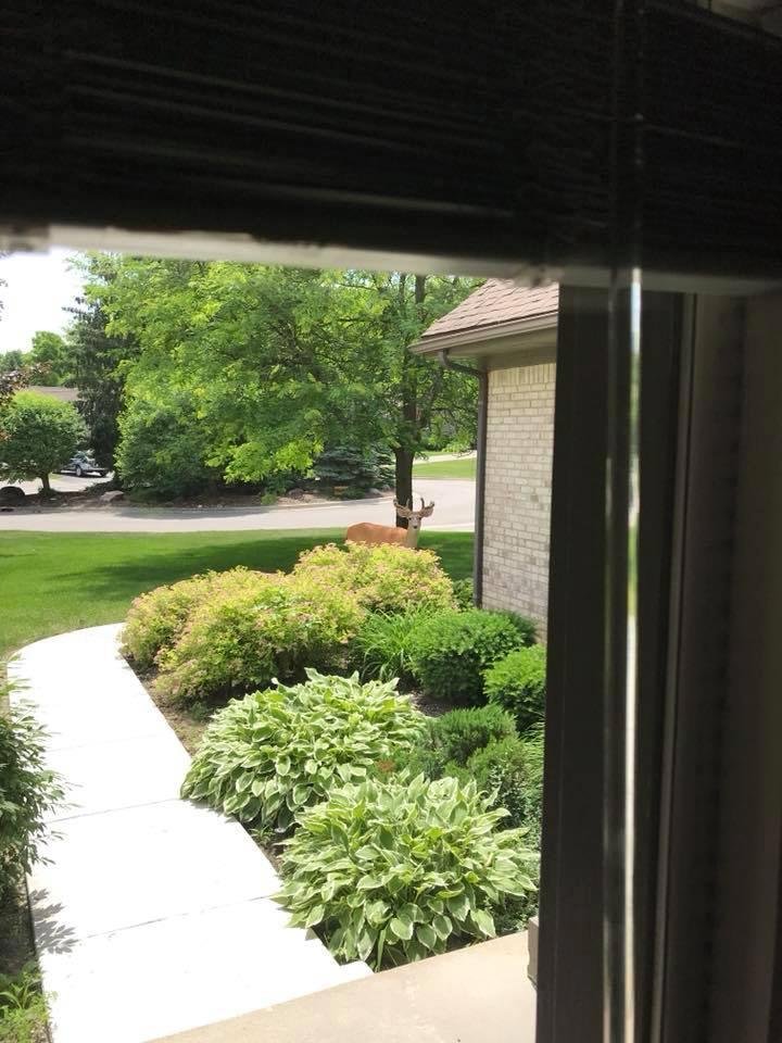 Guess who came to dine on our Hostas.